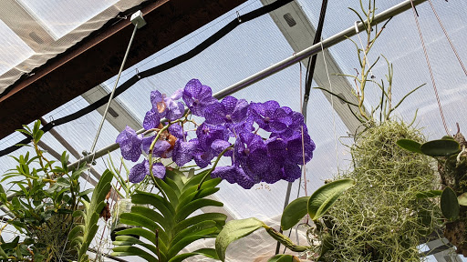 Orchid Grower «Orchid Dynasty», reviews and photos, 959 900 S, Salt Lake City, UT 84105, USA