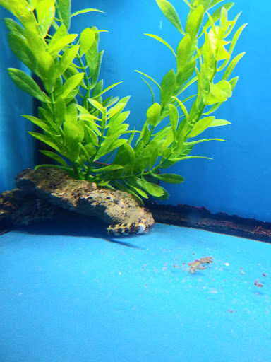 Pet Store «Fish Bowl Aquarium & Pet Mart», reviews and photos, 425 Pleasant St # 21, Fall River, MA 02721, USA