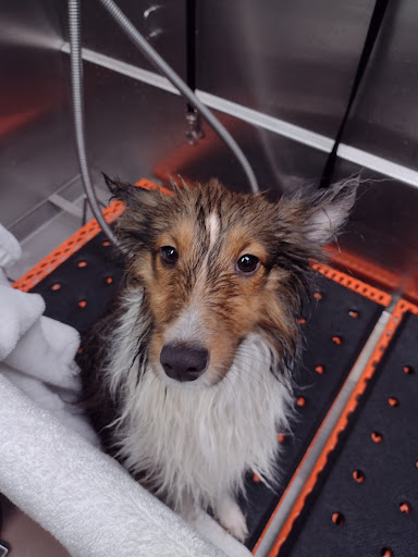 Pet Store «Premier Pet Supply», reviews and photos, 47810 Grand River Ave, Novi, MI 48374, USA