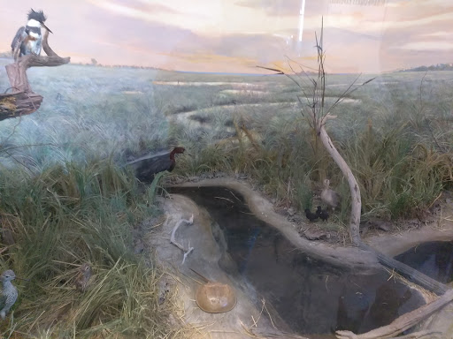 Museum «Delaware Museum of Natural History», reviews and photos, 4840 Kennett Pike, Wilmington, DE 19807, USA