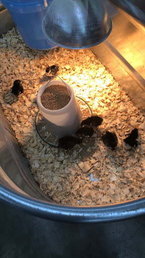 Department Store «Rural King», reviews and photos, 1650 S Main St, Madisonville, KY 42431, USA