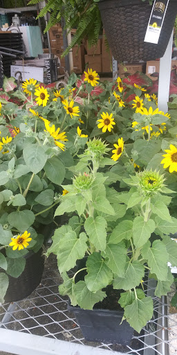 Home Improvement Store «The Home Depot», reviews and photos, 3451 NW Federal Hwy, Jensen Beach, FL 34957, USA