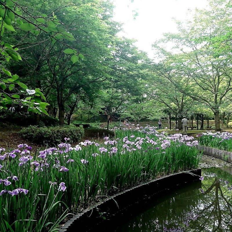 立岡自然公園菖蒲園 熊本県宇土市立岡町 公園 公園 グルコミ