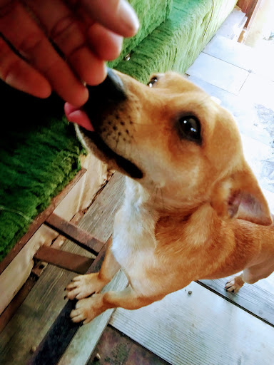 Pet Supply Store «Pet Supplies Plus», reviews and photos, 2201 US-281, Marble Falls, TX 78654, USA