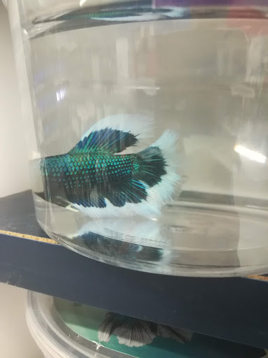 Pet Supply Store «Petco Animal Supplies», reviews and photos, 4491 Kirkwood Hwy, Wilmington, DE 19808, USA