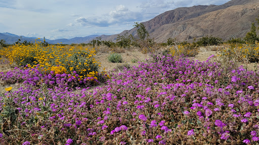 Borrego Springs Chamber of Commerce image