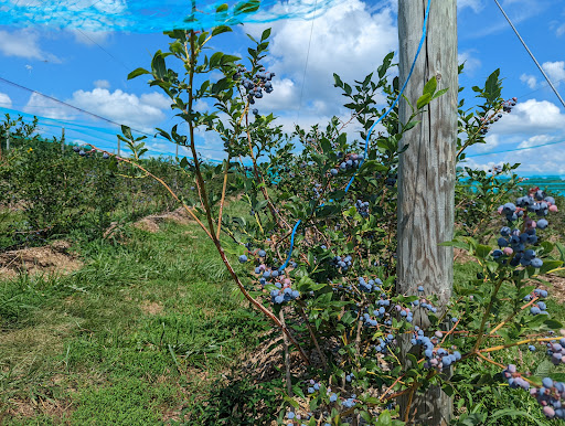 Farm «Alstede Farms», reviews and photos, 1 Alstede Farms Ln, Chester, NJ 07930, USA