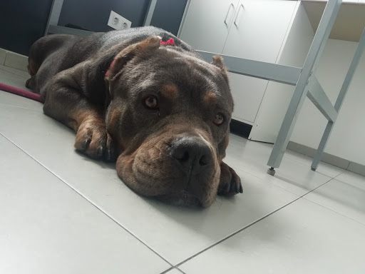 Clínica Veterinaria Servet Sevilla en Sevilla