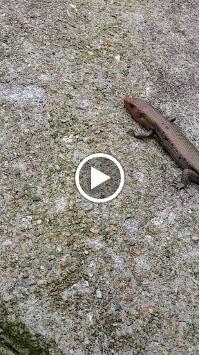 Recreation Center «Go Ape Zip Line & Treetop Adventure - Freedom Park», reviews and photos, 5537 Centerville Rd, Williamsburg, VA 23188, USA