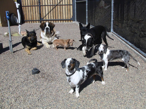 Pet Boarding Service «Bed & Biscuit Pet Resort», reviews and photos, 5525 AZ-69, Mayer, AZ 86333, USA