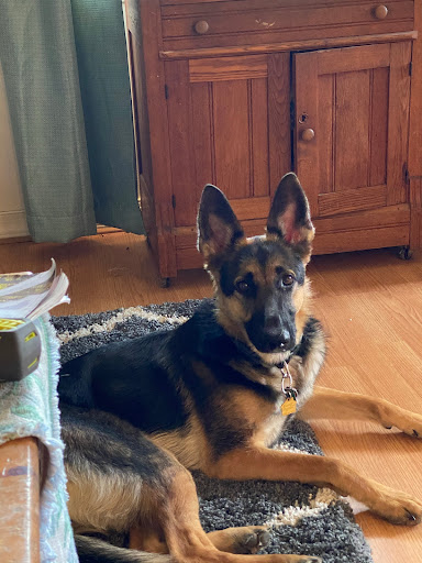 Dr. Flake's Animal Wellness Clinic image