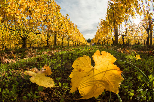 Winery «Brooks Wines», reviews and photos, 21101 SE Cherry Blossom Ln, Amity, OR 97101, USA