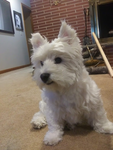 Pet Supply Store «PetSmart», reviews and photos, 1276 Bald Hill Rd, Warwick, RI 02886, USA