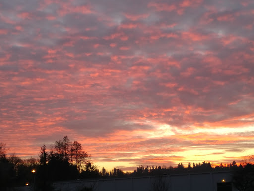 Nature Preserve «Black River Riparian Forest and Wetland», reviews and photos, Oakesdale Ave SW, Renton, WA 98057, USA