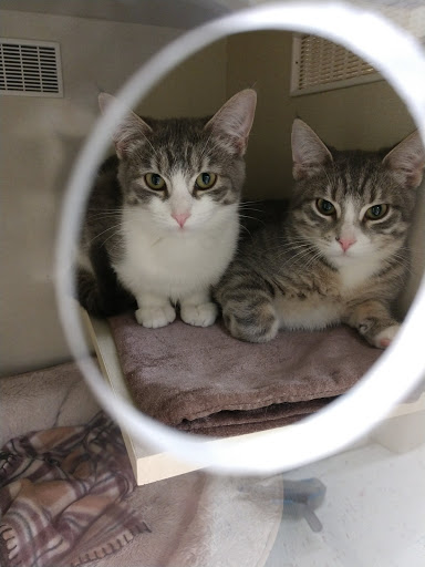 Pet Supply Store «Petco Animal Supplies», reviews and photos, 1018 Mt Prospect Plaza, Mt Prospect, IL 60056, USA