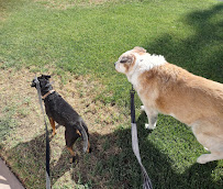 Bark23 Dog Sitting & Care - Photo 4 - Car repair in Phoenix, AZ, Phoenix