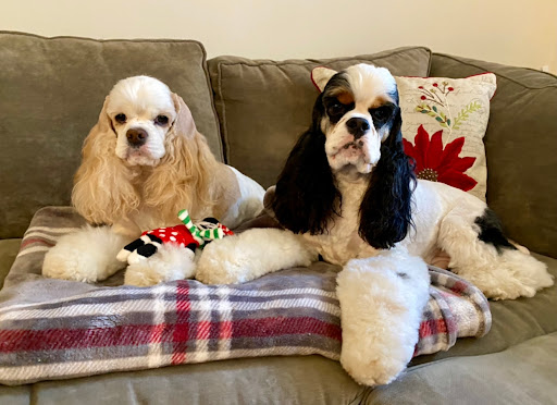 Pet Supply Store «PetSmart», reviews and photos, 2391 NJ-66, Ocean Township, NJ 07712, USA