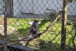 OWL Orphaned Wildlife Rehabilitation Society image