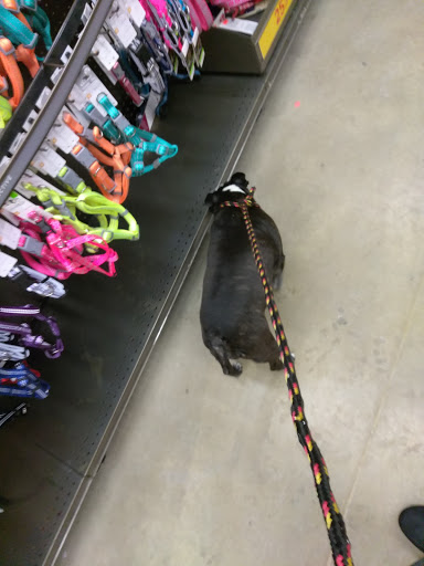 Pet Supply Store «Petco Animal Supplies», reviews and photos, 28400 Dequindre Rd, Warren, MI 48092, USA