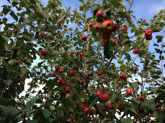 Fall Harvest Orchard by null