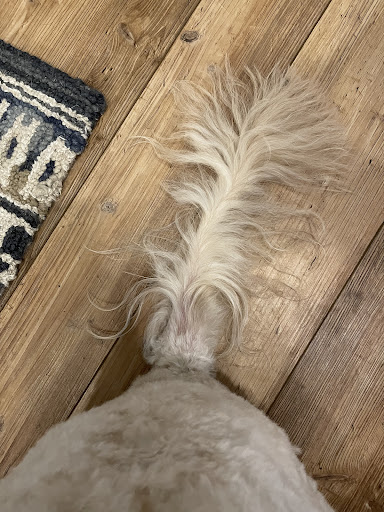 Pet Supply Store «PetSmart», reviews and photos, 8460 Tamarack Village, Woodbury, MN 55125, USA