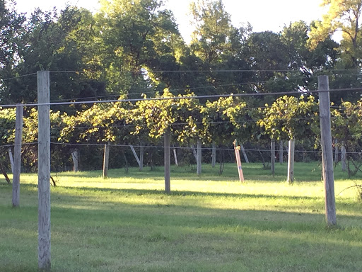 Winery «Morgan Creek Vineyards and Winery», reviews and photos, 23707 478th Ave, New Ulm, MN 56073, USA