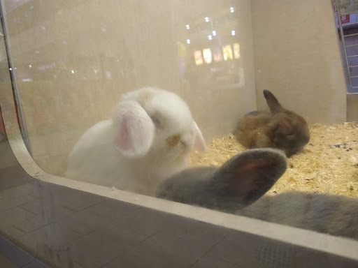 Pet Store «Alley Cat Pet Center», reviews and photos, 8700 NE Vancouver Mall Dr, Vancouver, WA 98662, USA