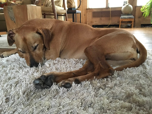 Bedford Greenwich Animal Hospital