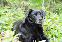 Delighted Doggies - Photo 1 - Car repair in Millersville, MD, Columbia