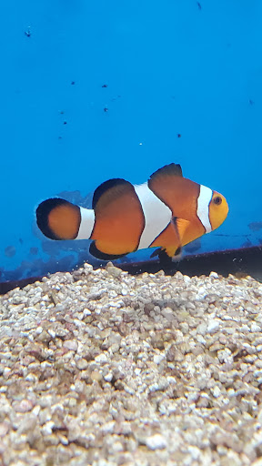 Pet Supply Store «Petco Animal Supplies», reviews and photos, 2920 Easton Ave, Bethlehem, PA 18017, USA