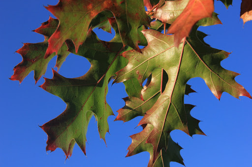 Orto Botanico - Università di Roma Tor Vergata - Dipartimento di Biologia