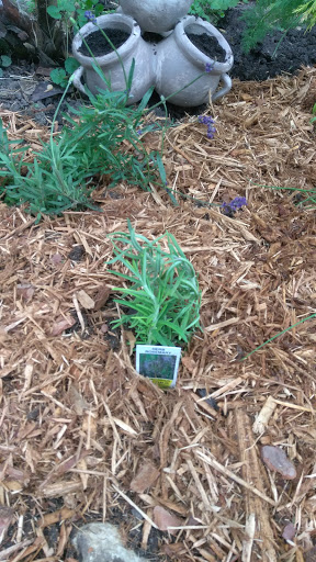 Supermarket «Mt Clemens farmers Market», reviews and photos, 135 N River Rd, Mt Clemens, MI 48043, USA