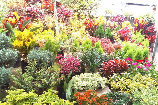 Opiniones de VIVERO LAS GARDENIAS en Chorrillos - Centro de jardinería