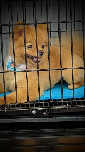 Pet Groomer «A Klassy Lassie, LLC», reviews and photos, 30 Old Jackson Rd, McDonough, GA 30252, USA