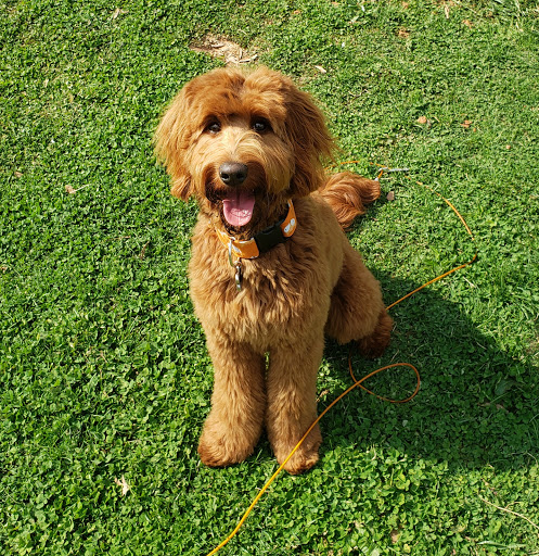 Kennel «Pampered Pets», reviews and photos, 601 Concord Ave, Charlottesville, VA 22903, USA