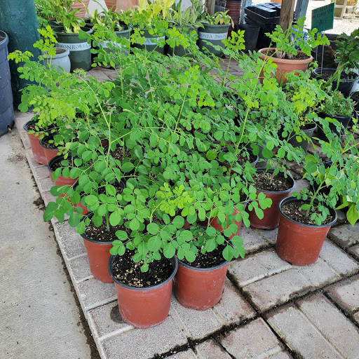 Plant Nursery «HOUSTON PLANTS & GARDEN WORLD», reviews and photos, 16726 North Fwy, Houston, TX 77090, USA