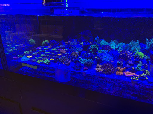 Tropical Fish Store «The Reef Shoppe», reviews and photos, 900 Morris Park Ave, Bronx, NY 10462, USA