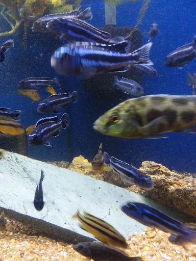 Pet Store «Olathe Pet Shop», reviews and photos, 16651 151st St, Olathe, KS 66062, USA