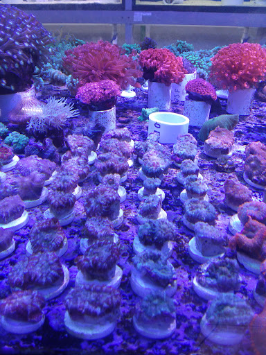 Tropical Fish Store «BluReef Aquarium», reviews and photos, 2198 Flatbush Ave, Brooklyn, NY 11234, USA
