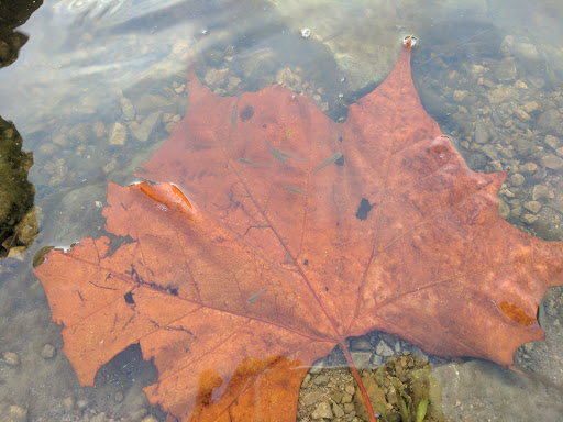 Nature Preserve «GRIGGS RESERVOIR PARK», reviews and photos, 2933 Riverside Dr, Columbus, OH 43221, USA