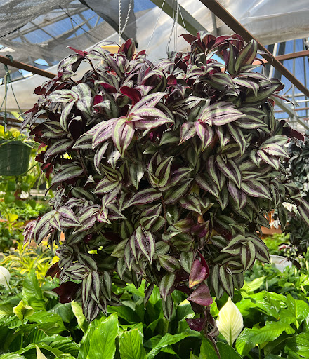 Florist «Platte Floral», reviews and photos, 1417 E Platte Ave, Colorado Springs, CO 80909, USA