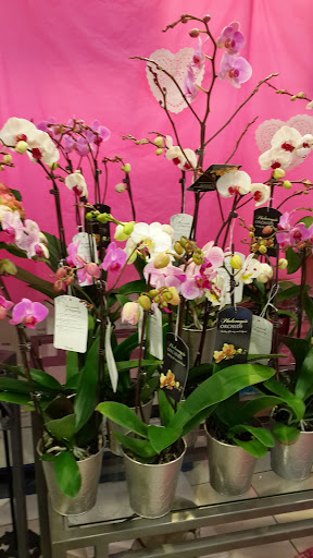 Grocery Store «Schnucks», reviews and photos, 200 N Vine St, Urbana, IL 61802, USA