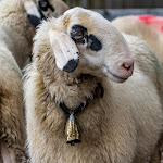 Photo n°7 de l'avis de Henry.y fait le 20/11/2021 à 13:48 sur le  Gasthof Albergo Somont à Urtijëi