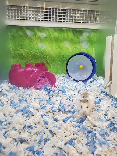 Pet Supply Store «PetSmart», reviews and photos, 475 Bank St, Waterbury, CT 06708, USA