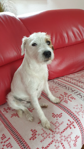 Veterinarian DVM Tina Kanitz unter Schwanewede, Niedersachsen