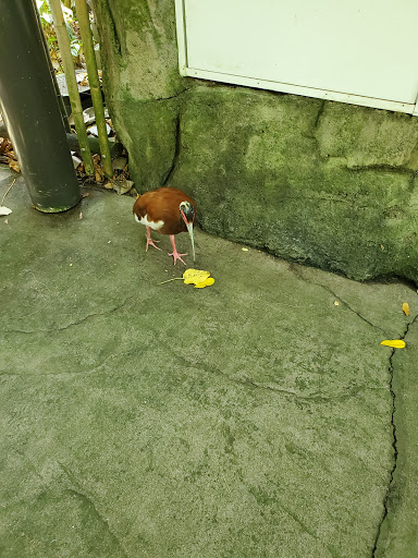 Zoo «Rainforest Pyramid», reviews and photos, 1 Hope Blvd, Galveston, TX 77554, USA