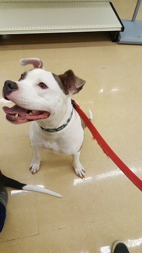 Pet Supply Store «Pet Supplies Plus», reviews and photos, 50633 Gratiot Ave, Chesterfield, MI 48051, USA