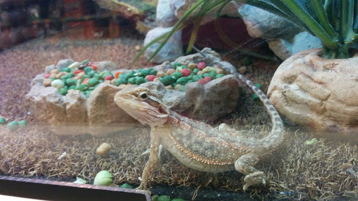 Pet Supply Store «PetSmart», reviews and photos, 5722 Fairmont Pkwy, Pasadena, TX 77505, USA