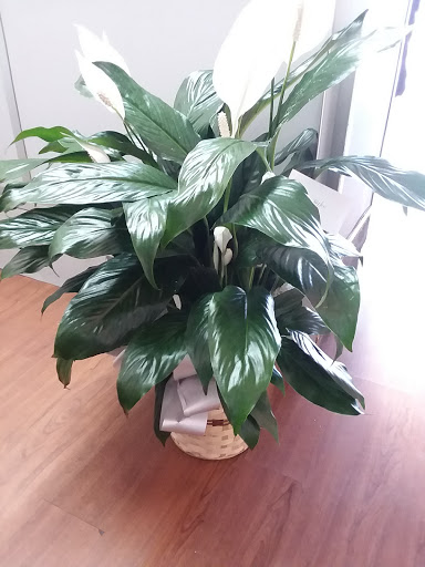 Florist «Send Your Love Flowers & Balloons», reviews and photos, 1417 SW Military Dr, San Antonio, TX 78221, USA