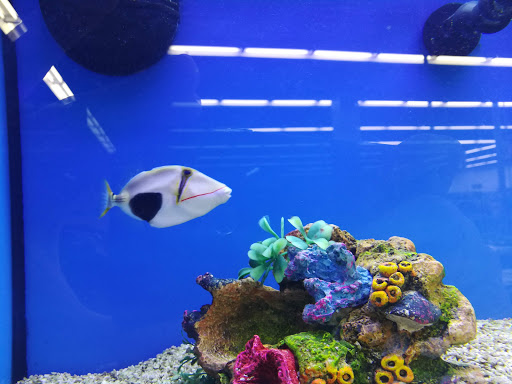 Pet Supply Store «Petco Animal Supplies», reviews and photos, 693 Middletown Warwick Rd, Middletown, DE 19709, USA